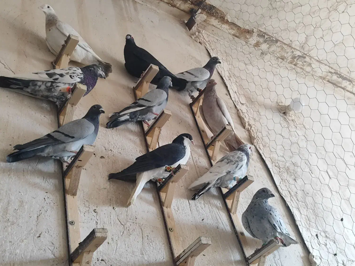 سبز|پرنده|مشهد, رباط طرق|دیوار