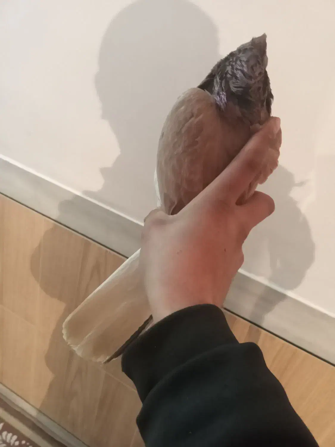 کبوتر سرخ دم سفید|پرنده|فرخشهر, |دیوار