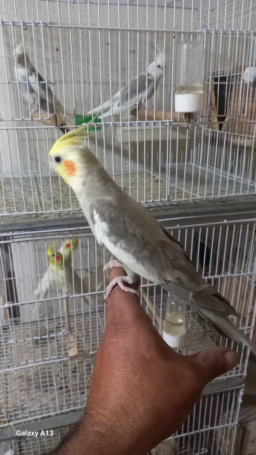 فروش تعدادی پرنده سالنی|پرنده|ساری, |دیوار