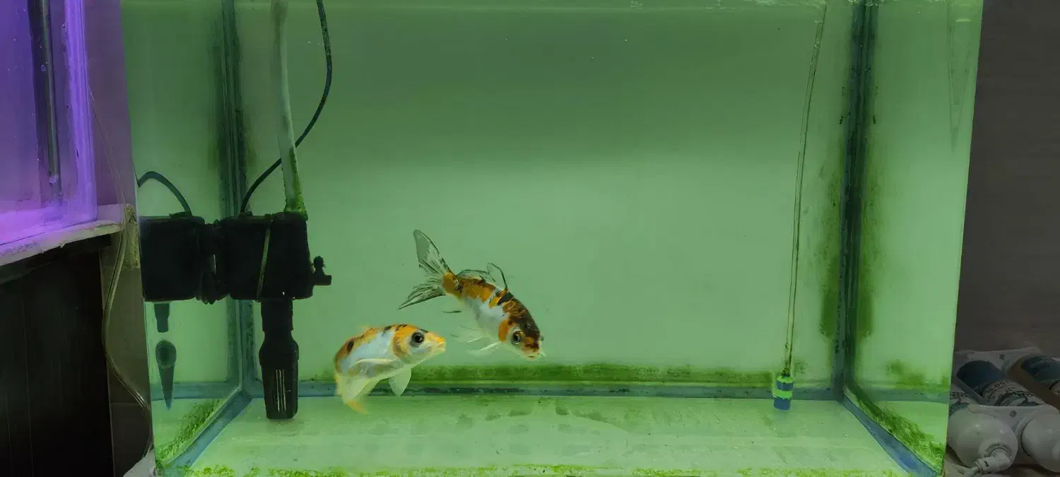 دو تا کوی پوست چرم|ماهی|بجنورد, |دیوار