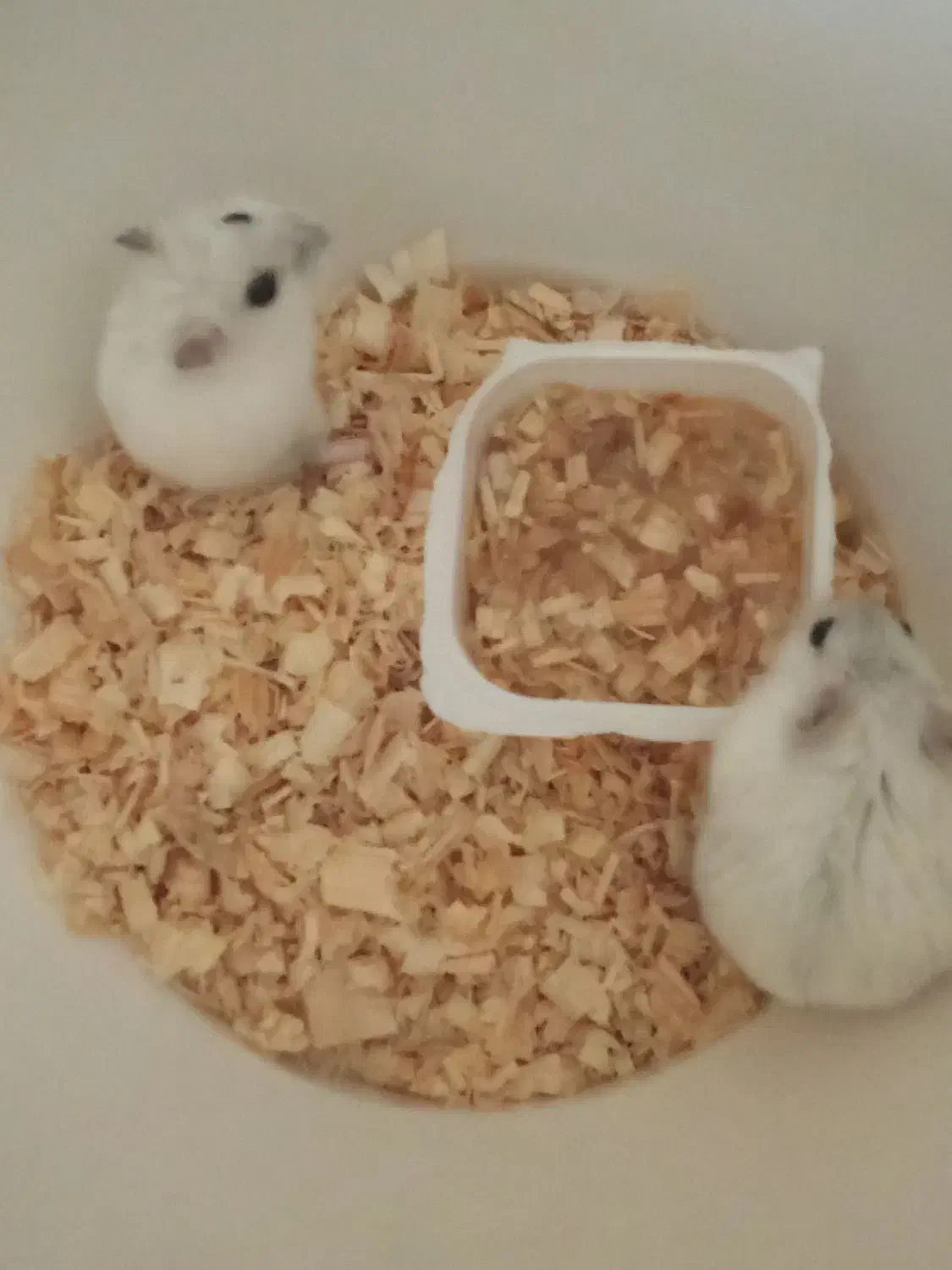 همستر های کوچولوی خانگی|موش و خرگوش|اسلام‌شهر, شهرک قائمیه|دیوار