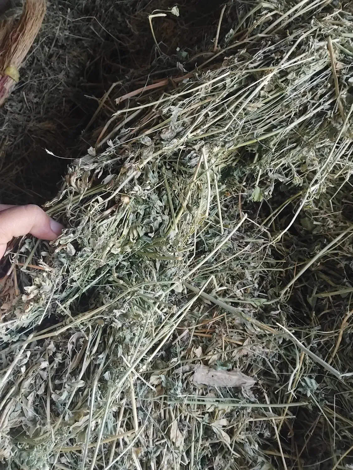 یونجه|لوازم جانبی حیوانات|راز وجرگلان, |دیوار