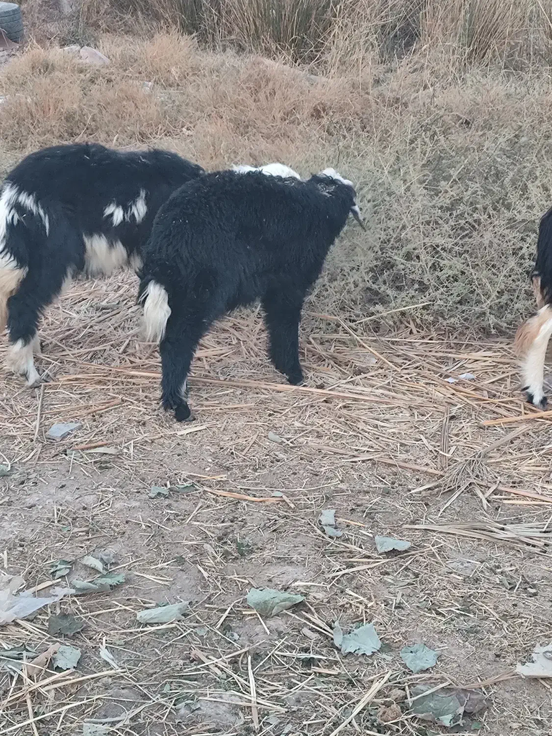دوتا گوسفند عوسی اصلی نر|حیوانات مزرعه|خرمشهر, |دیوار