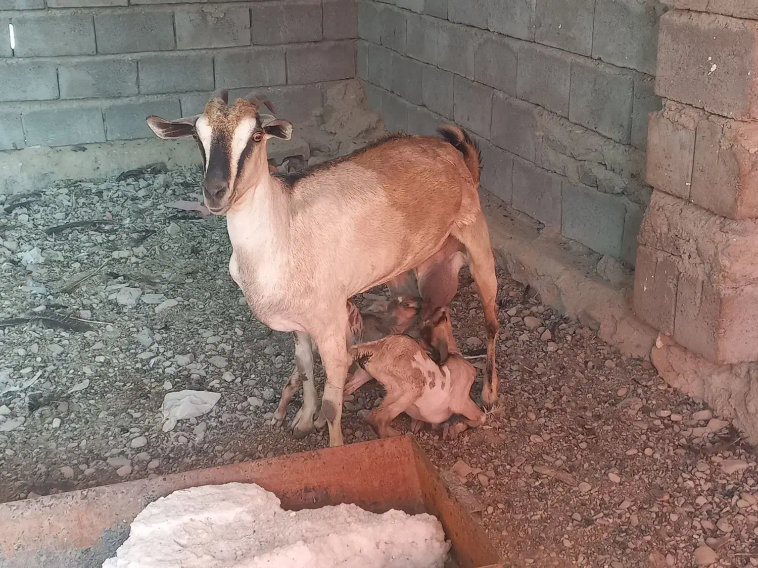 بز دوقلو|حیوانات مزرعه|بندرعباس, |دیوار