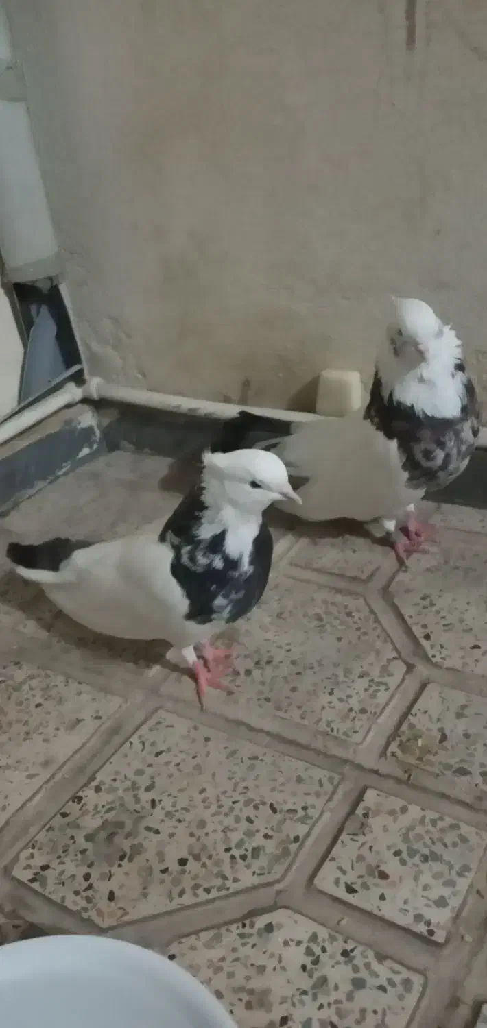 کفترطوقی|پرنده|قم, بلوار امین و ساحلی|دیوار