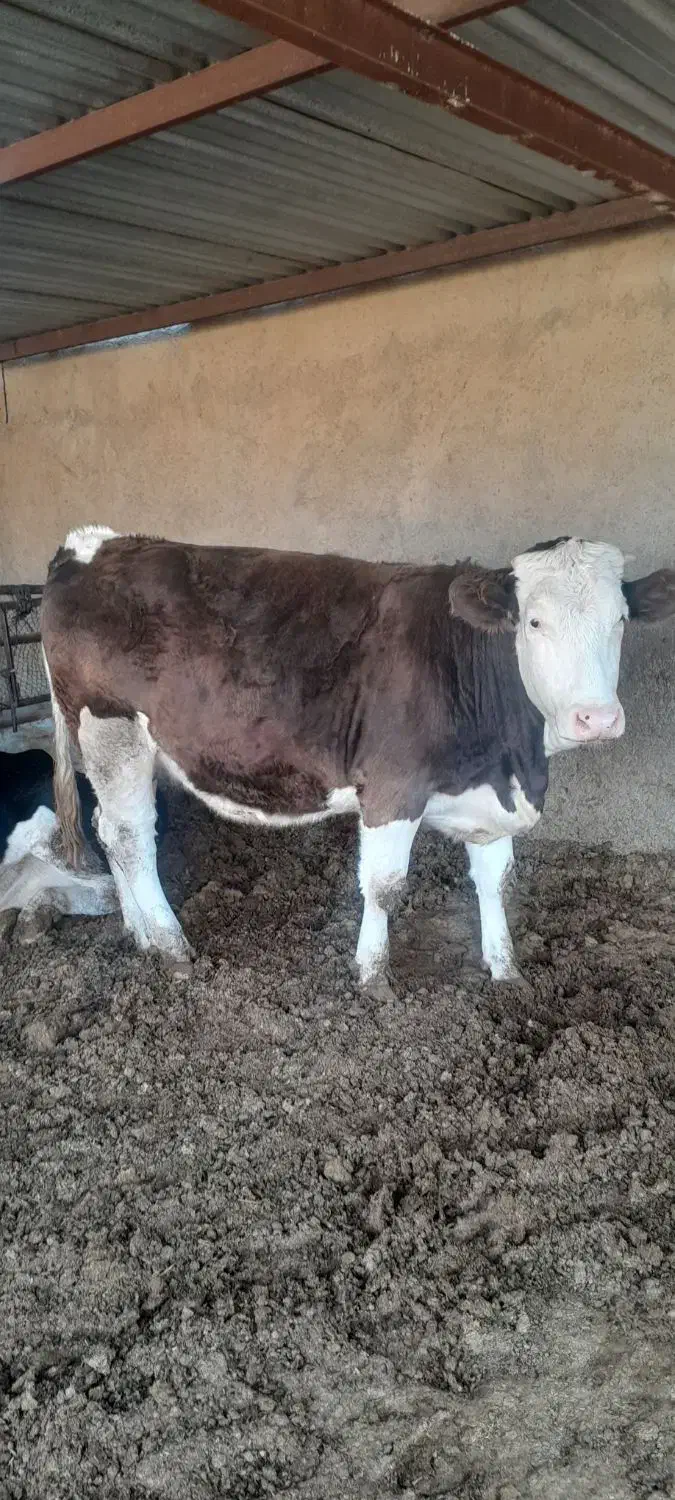 تلیسه آبستن سنگین|حیوانات مزرعه|هلالی, |دیوار