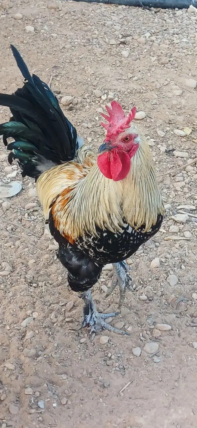 خروس محلی اصل و مرغ کرچ|حیوانات مزرعه|شیراز, شهرک گلستان|دیوار