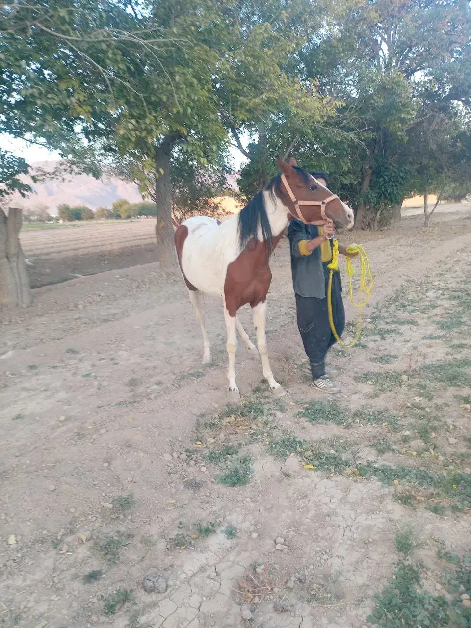 اسب|اسب و تجهیزات اسب‌سواری|تیران, |دیوار