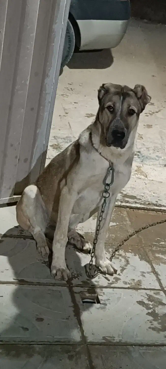 *گمشده* *توله سگ گمشده*|حیوانات|تبریز, |دیوار