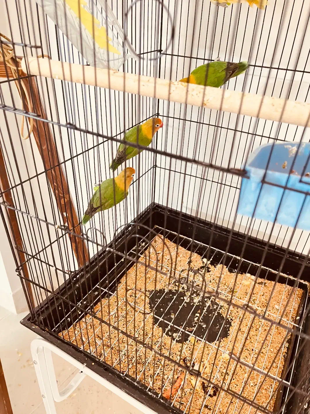 ۴ عدد کوتوله فیشر|پرنده|اصفهان, سرچشمه|دیوار