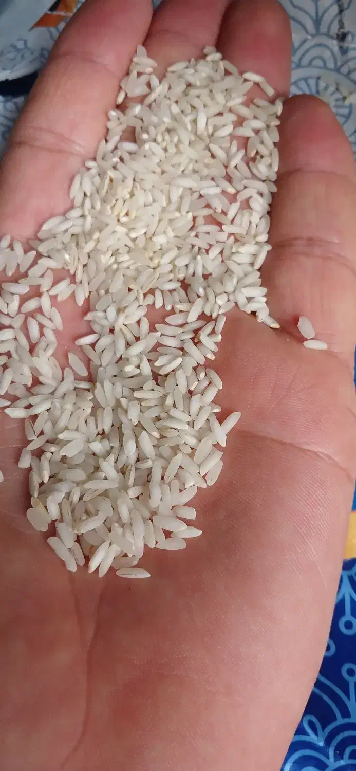 برنج عنبر بو معطر ایرانی|خوردنی و آشامیدنی|ساری, |دیوار