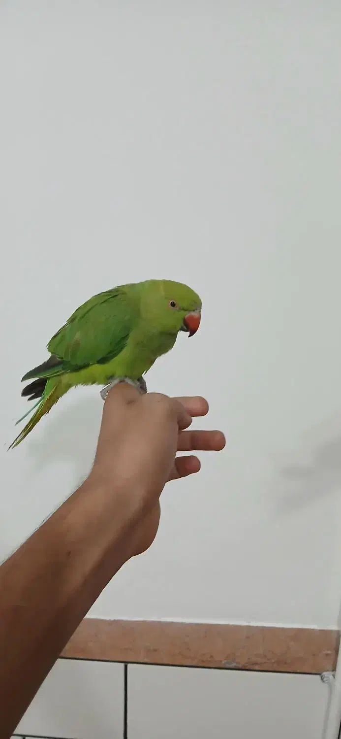 طوطی ملنگو|پرنده|شهرکرد, |دیوار