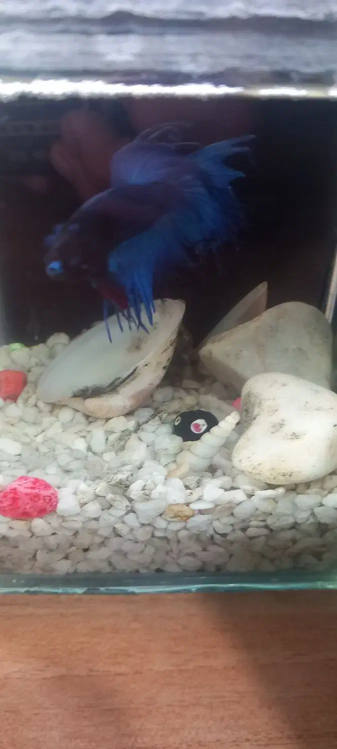 ماهی فایتر|ماهی|تهران, تهرانپارس شرقی|دیوار