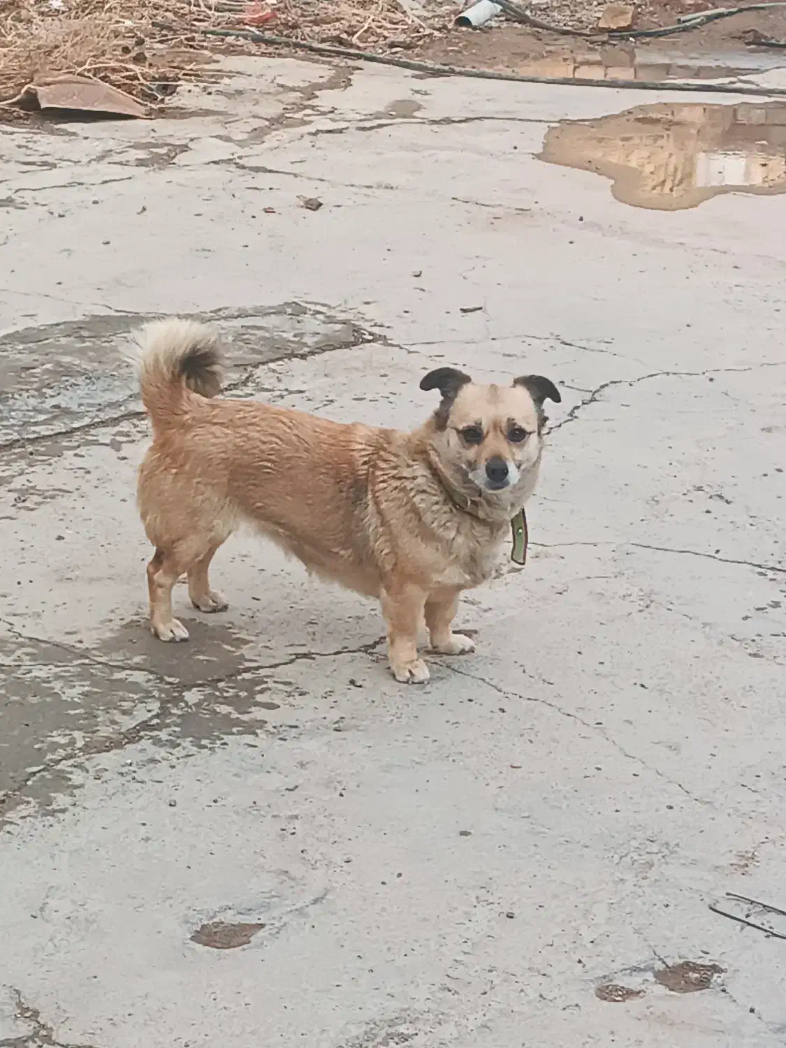 یک غلاده سگ|سگ|اسفرورین, |دیوار