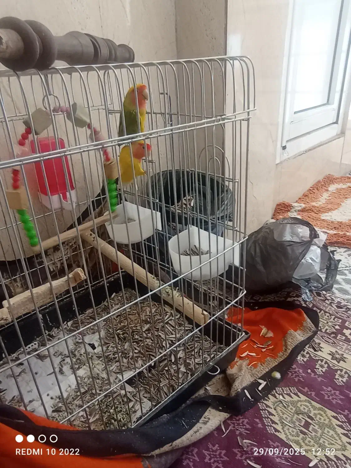 طوطی برزیلی|پرنده|سنندج, |دیوار