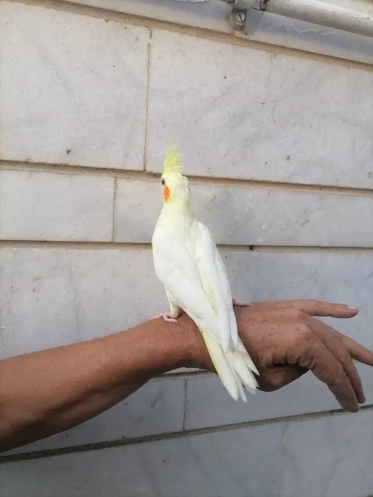 عروس هلندی لوتینو|پرنده|داراب, |دیوار