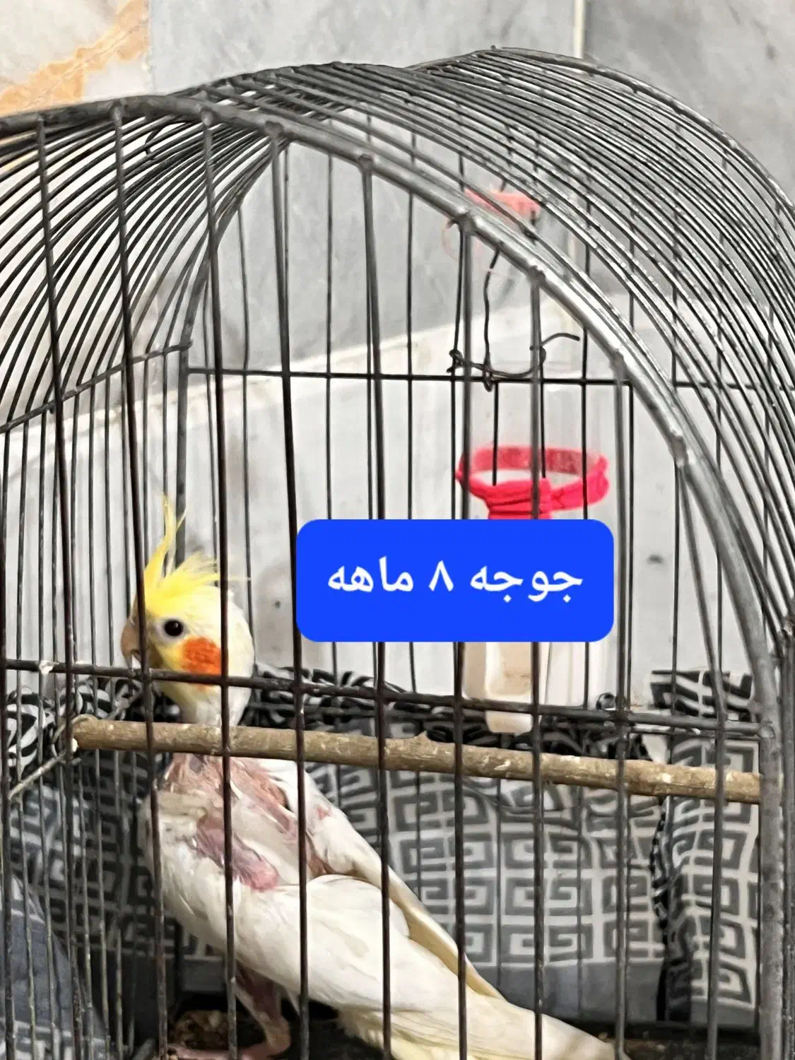 عروس هلندی مست به شرط جفتگیری|پرنده|گالیکش, |دیوار