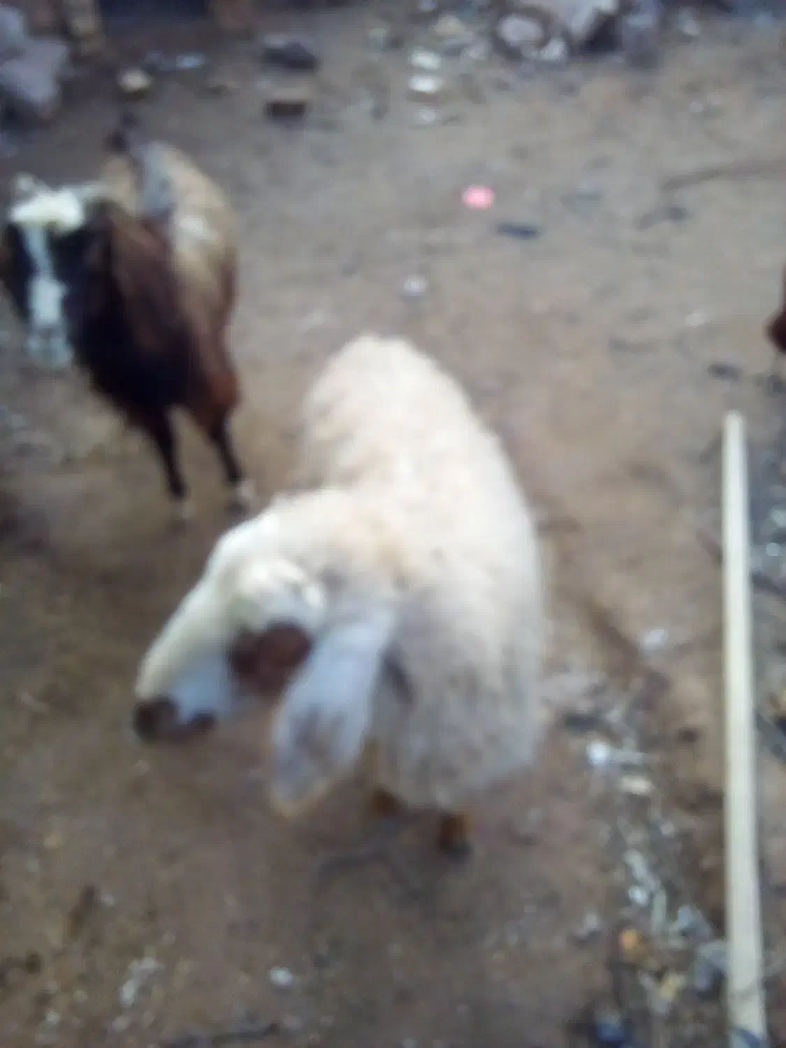 میش|حیوانات مزرعه|قهستان, |دیوار