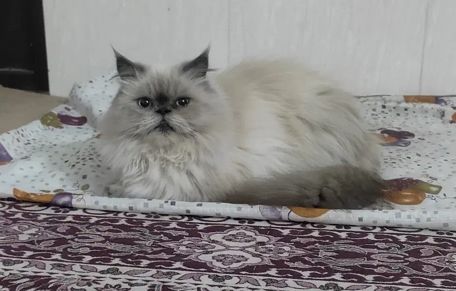 گربه پرشین اصلی|گربه|سبزوار, شرق کال شمالی|دیوار