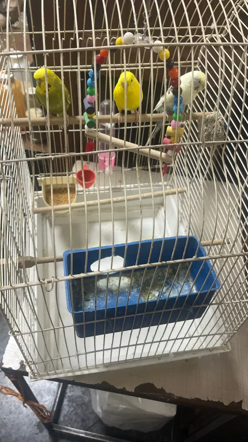 ۳ عدد مرغ عشق همراه قفس|پرنده|تهران, توحید|دیوار