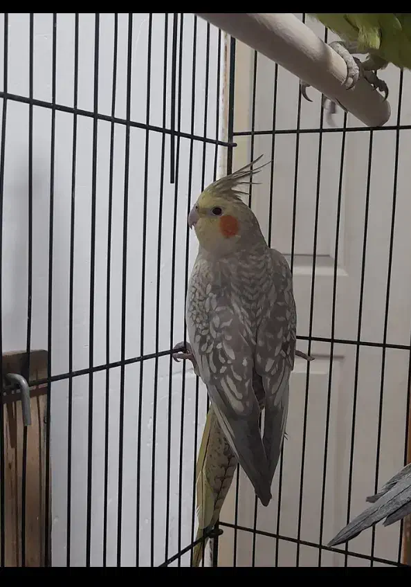 ۳تا عروس هلندی و یک طوطی دوتا قفس|پرنده|سیرجان, |دیوار