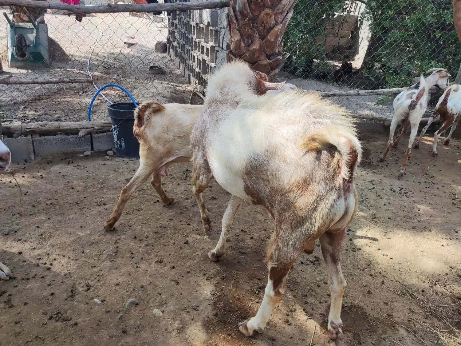 نری چاق فول|حیوانات مزرعه|تخت, |دیوار