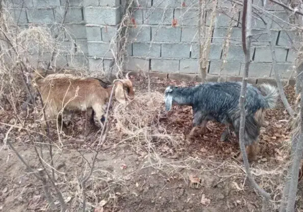 بزابستن|حیوانات مزرعه|اسفراین, |دیوار