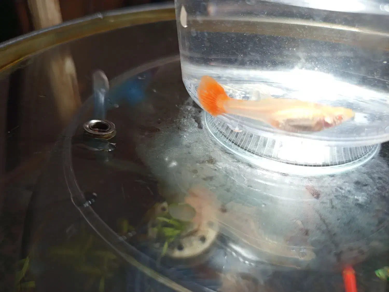 ماهی،گوپی،آکواریوم،لوازم آکواریوم،حلزون|ماهی|مهاجران, |دیوار