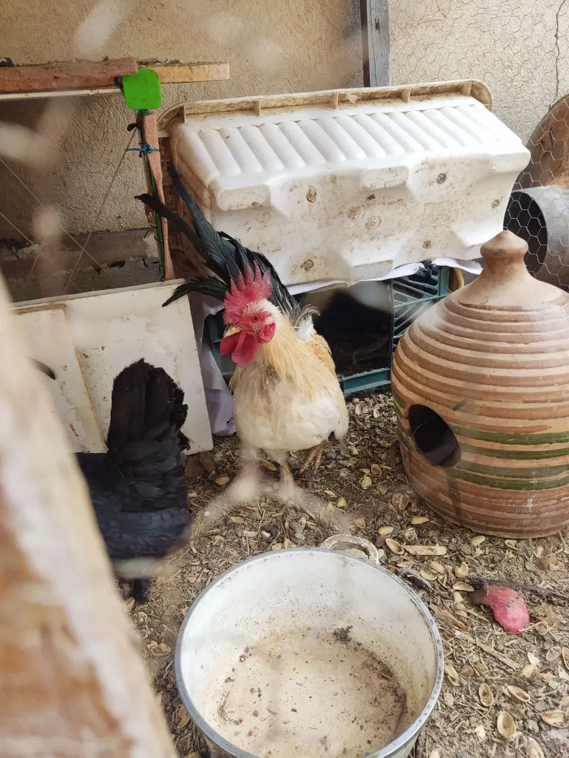 تخم نطفه دار مرغ جاپنیز|حیوانات مزرعه|قم, حاج زینل|دیوار