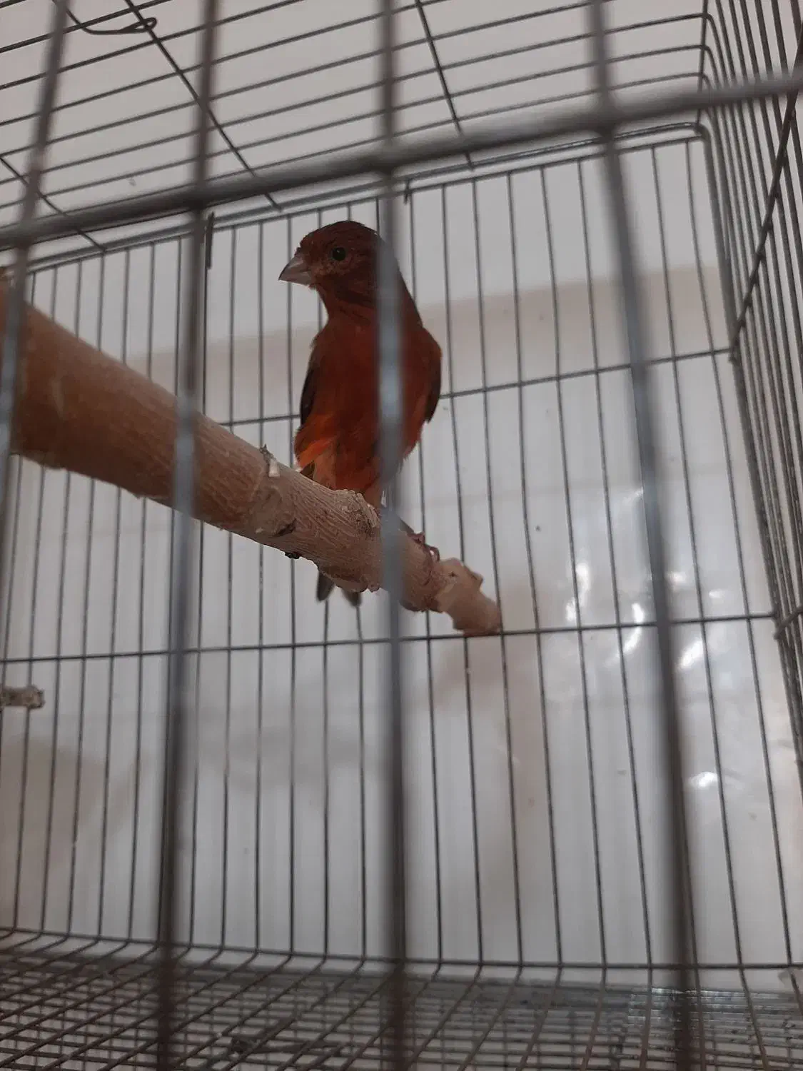 قفس پرون ، قفس جفت کنی|لوازم جانبی حیوانات|محمدشهر, شهرک پیام (مهرالبرز)|دیوار