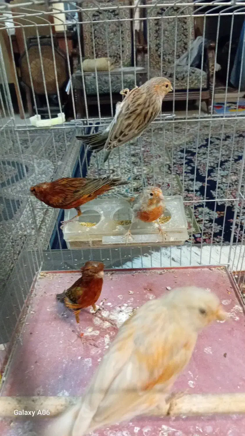 قناری|پرنده|کرمان, |دیوار