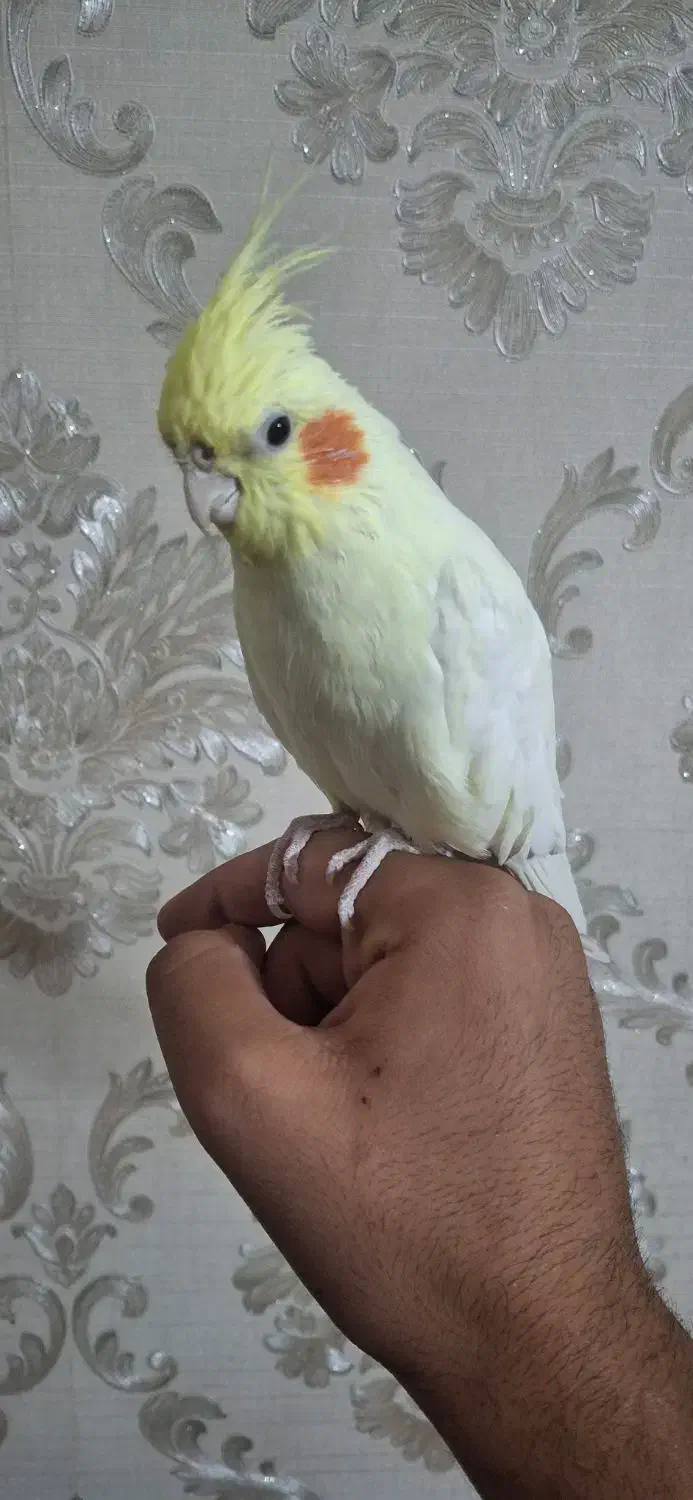 عروس هلندی|پرنده|تهران, پرستار|دیوار