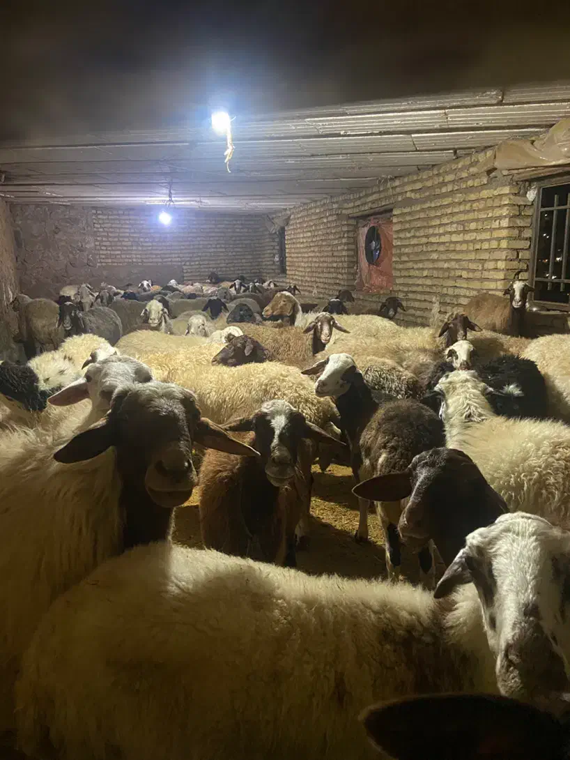 میش|حیوانات مزرعه|فشم, |دیوار