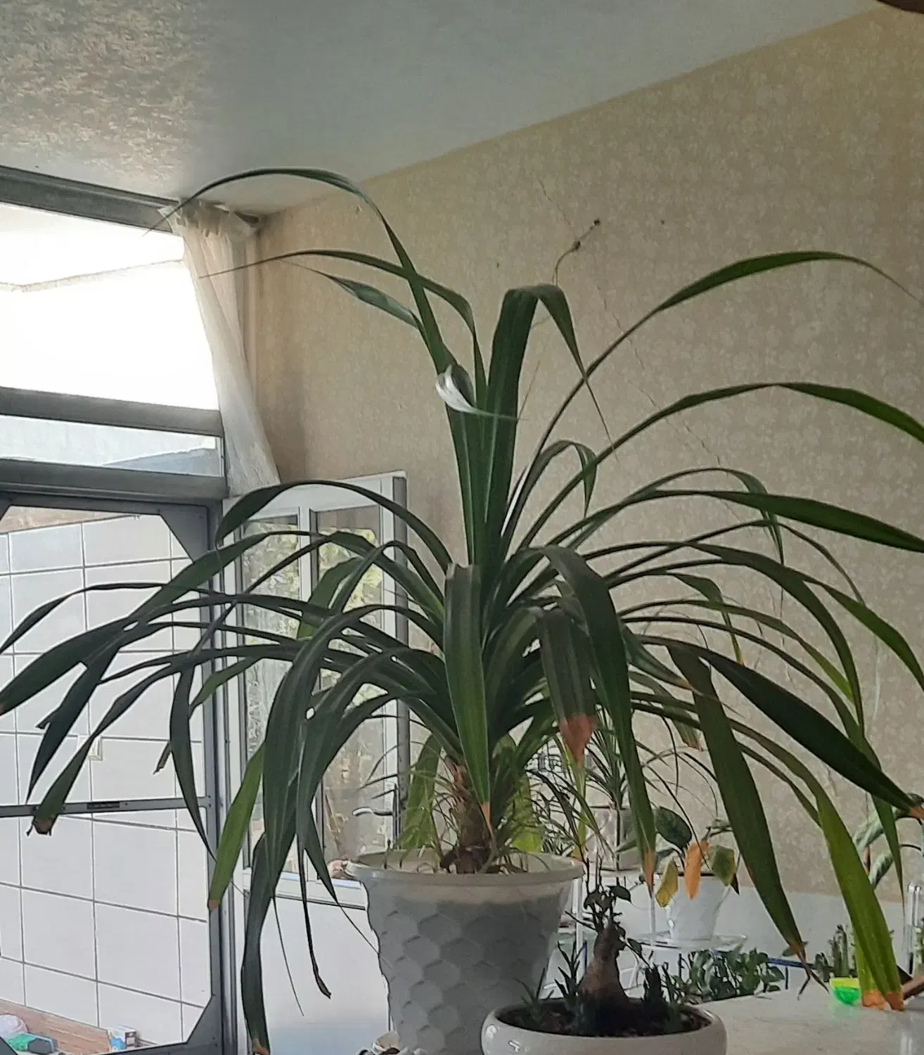 گل پاندانوس|گل و گیاه طبیعی|شاهین‌شهر, گرگاب|دیوار