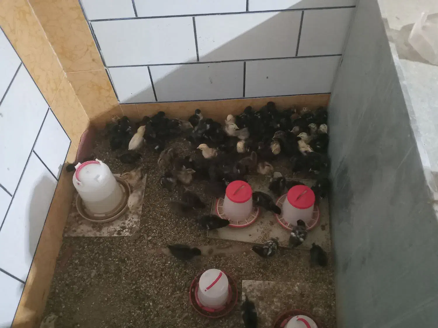 جوجه محلی|حیوانات مزرعه|اهواز, غیزانیه|دیوار