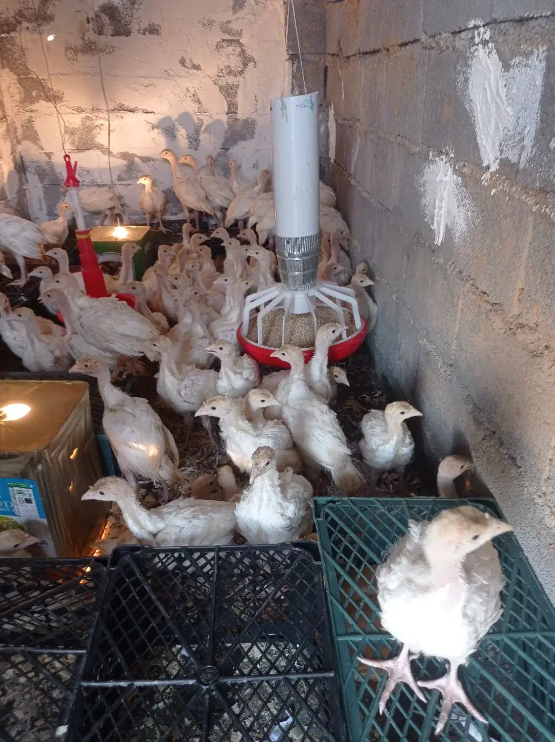 بوقلمون بیوتی دوماهه|حیوانات مزرعه|کلاردشت, |دیوار