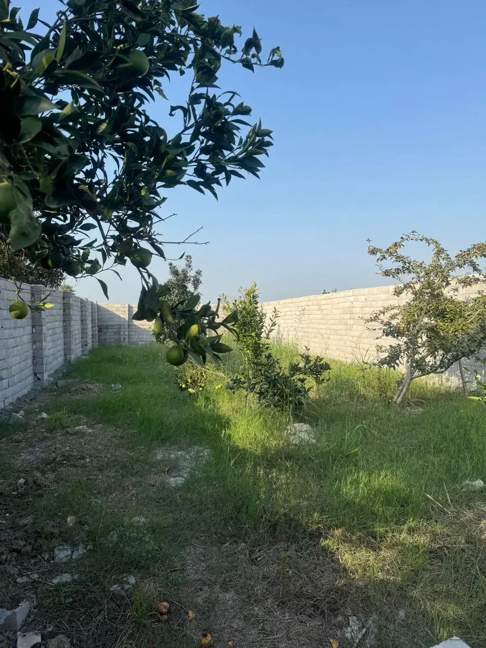 فروش زمین دور دیوار ۲۲۰متری سند دار|فروش زمین و ملک کلنگی|دابودشت, |دیوار