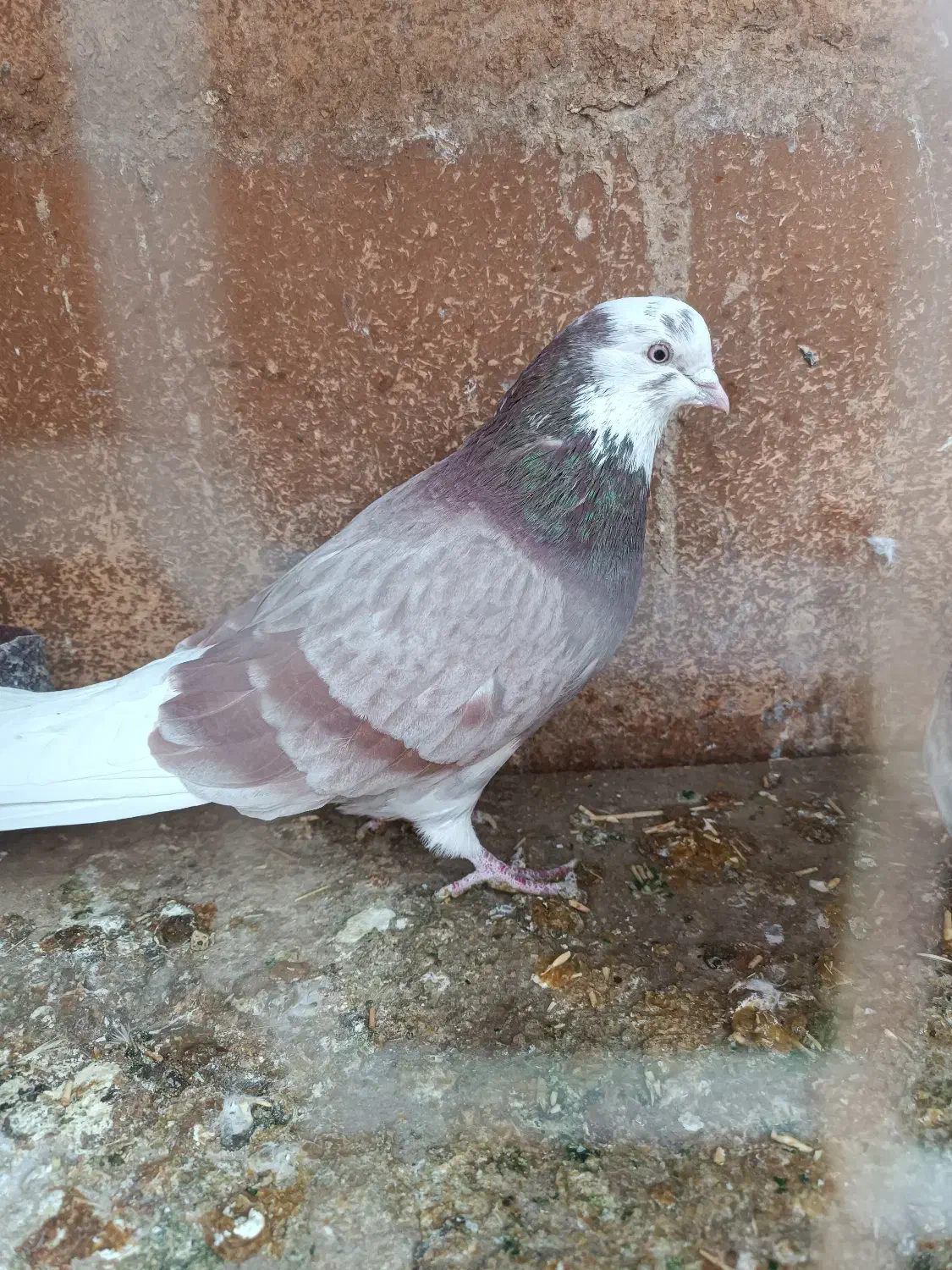 جفت نرو ماده انتیک|پرنده|فرمهین, |دیوار