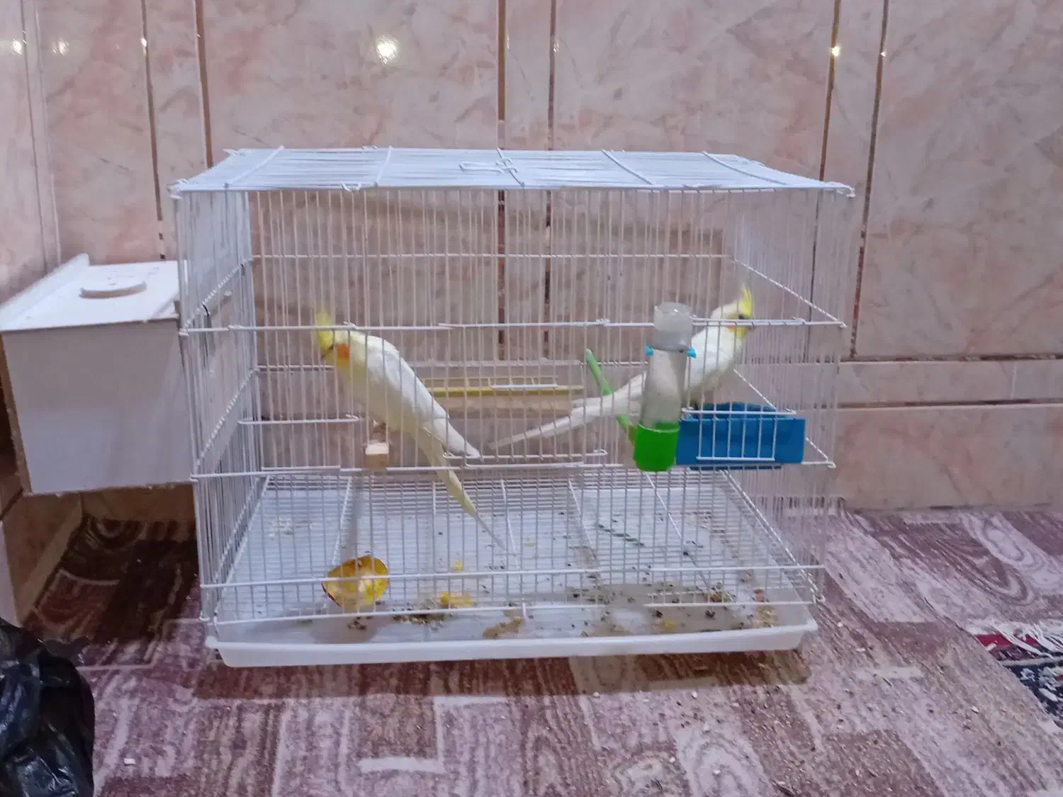 عروس هلندی|پرنده|شادگان, |دیوار