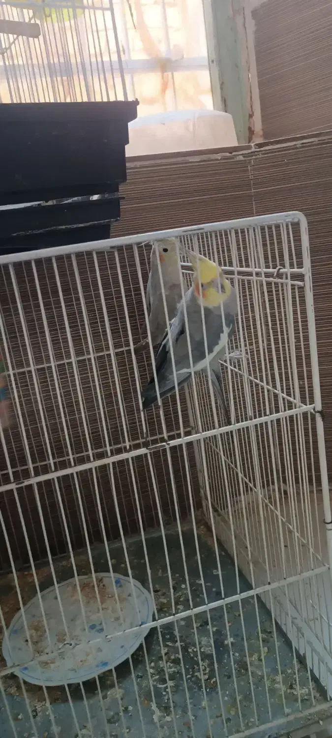 عروس هلندی|پرنده|زبرخان, |دیوار