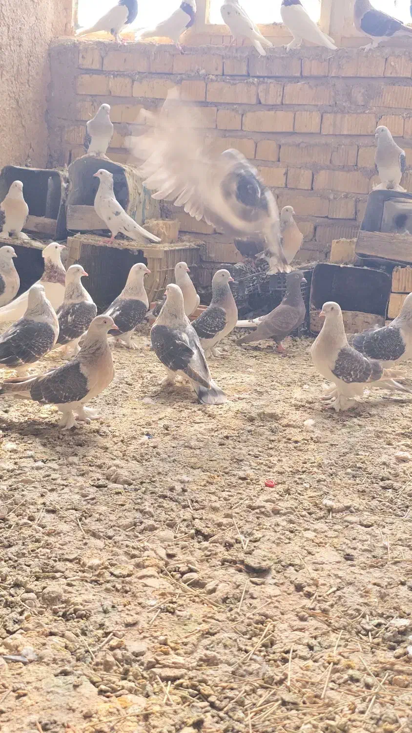 ترکیه ای پرنده ها بیضا هسن|پرنده|بانش, |دیوار