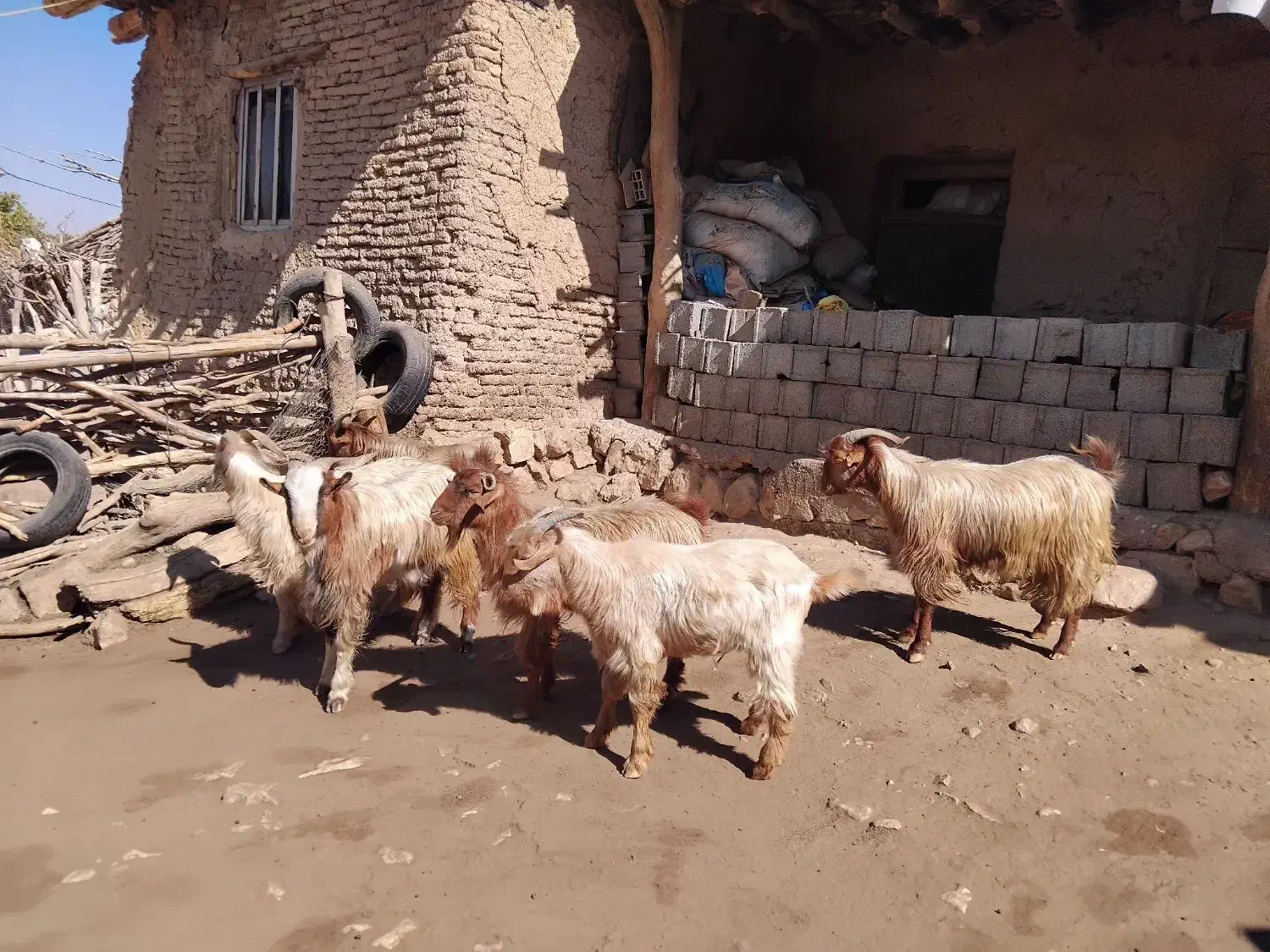 کهره نر، بره نر و قوچ فروشی|حیوانات مزرعه|چیتاب, |دیوار