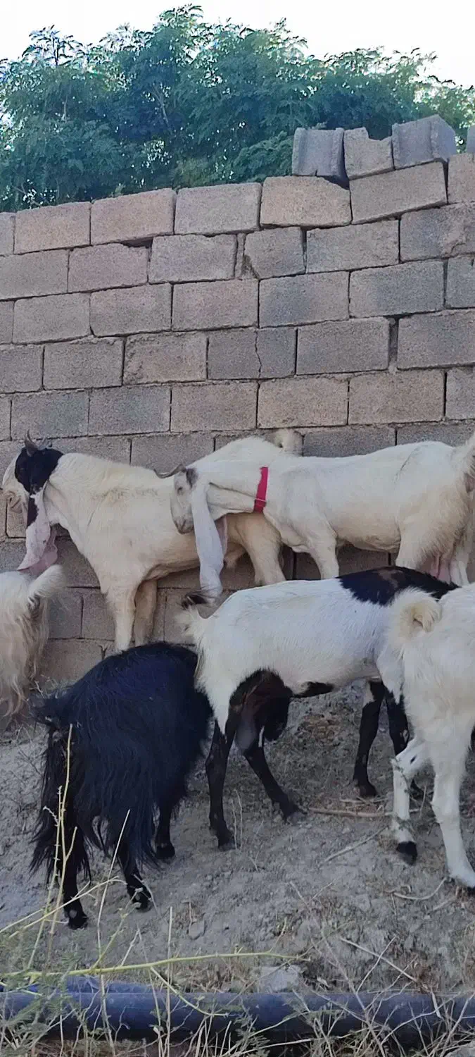 یک راس بز نر گلابی با شش بز گلابی ونژدی|حیوانات مزرعه|باغ ملک, |دیوار