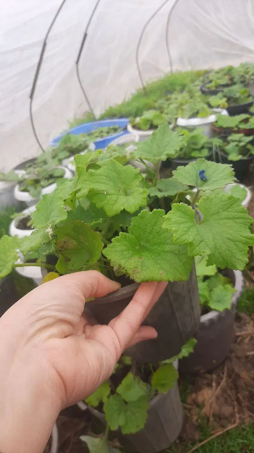 گل سینره|گل و گیاه طبیعی|تالش, جوکندان|دیوار