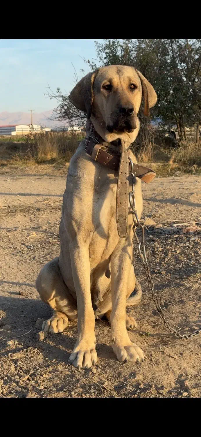 سگ گمشده|حیوانات|اراک, |دیوار