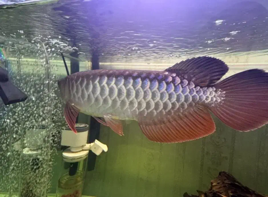 اروانا کراسبک بلک بلوبیس|ماهی|تهران, نیروی هوایی (پیروزی)|دیوار