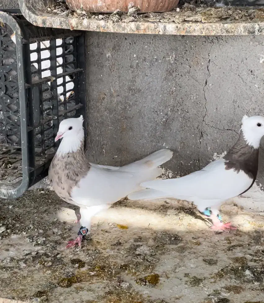 طوقی اجری|پرنده|بندر دیر, |دیوار