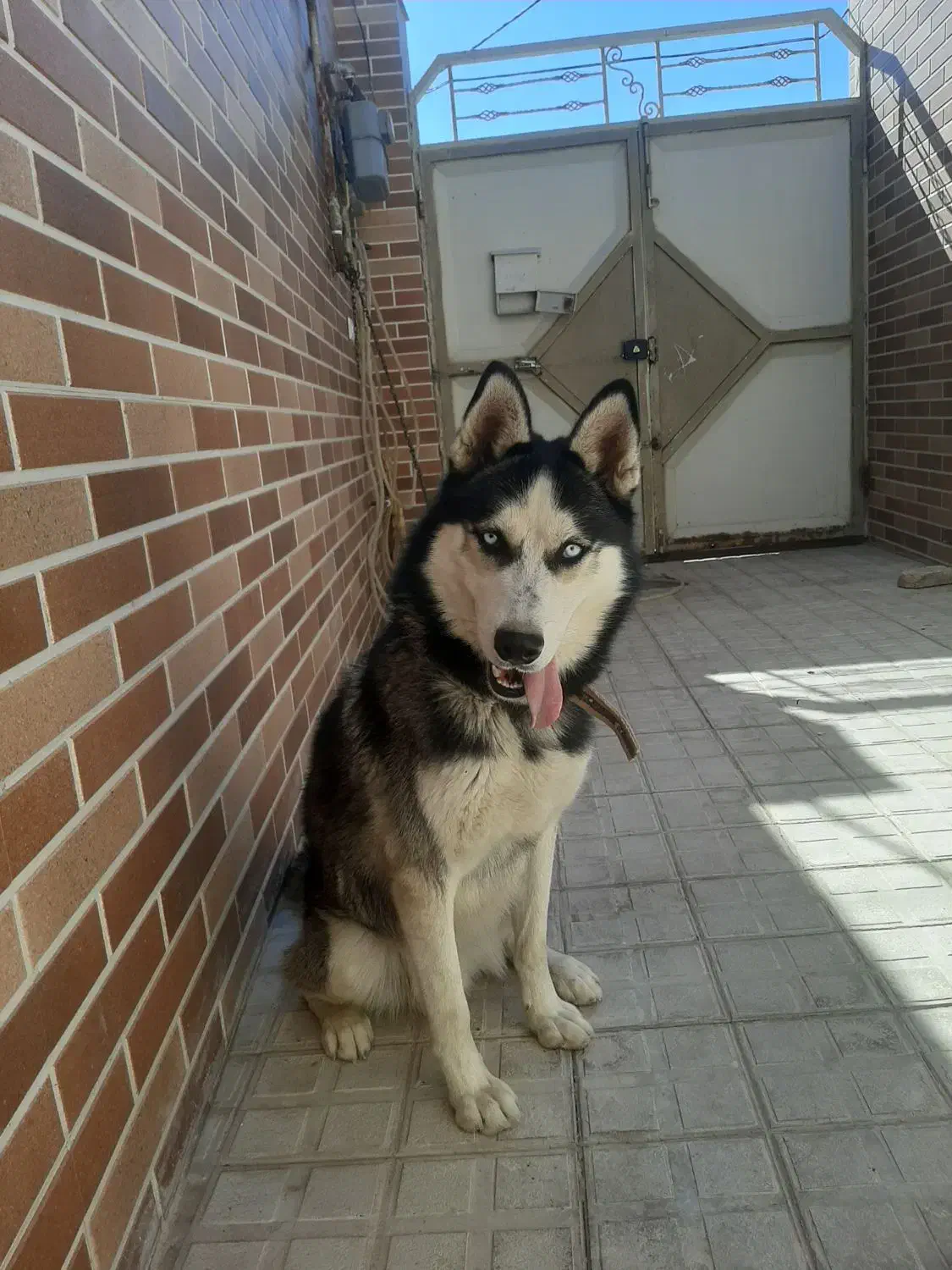 سگ هاسکی|سگ|تربت‌حیدریه, منظر|دیوار