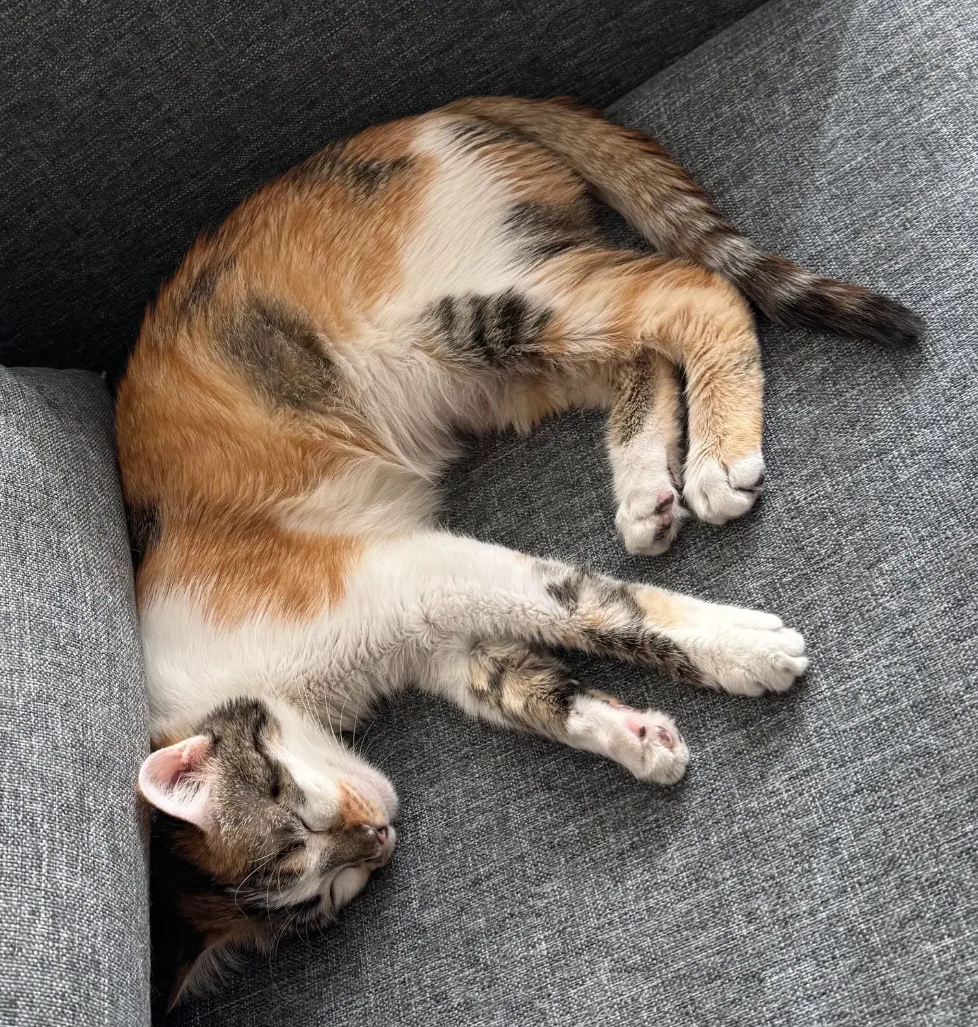 گربه خانگی بسیار مهربان|گربه|شیراز, چنچنه|دیوار