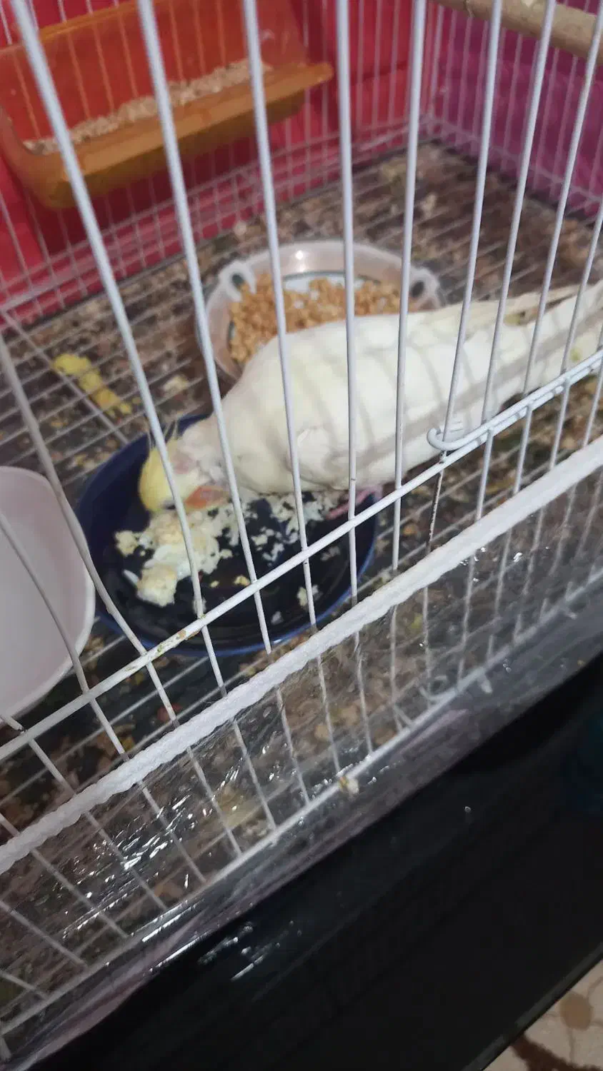 عروس هلندی|پرنده|مشهد, تربیت (صدف)|دیوار